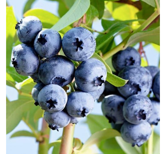 Голубика "Элизабет" 1 летняя, конт. Р9