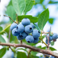 Саджанці лохини сорт "Блюголд" 1 річні, конт. Р9