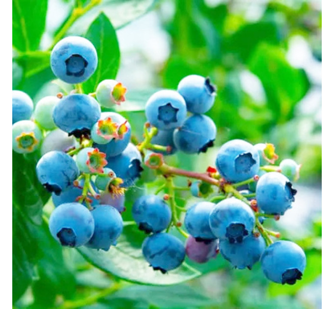 Голубика "Блюголд" 1 летняя, конт. P9