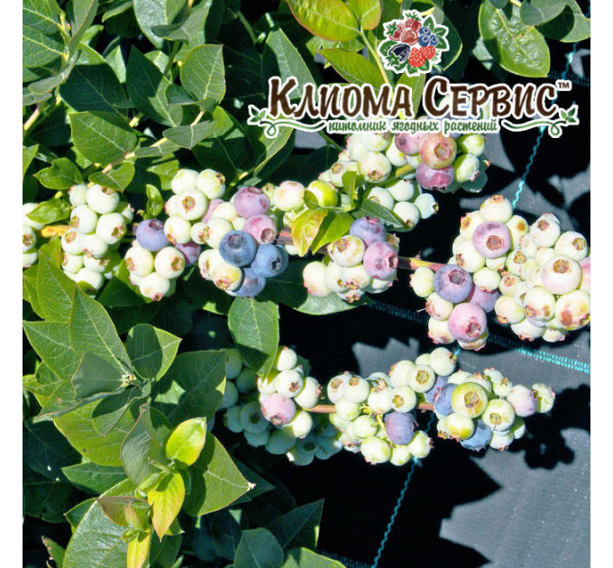 Голубика "Блюголд" 1 летняя, конт. P9