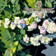Голубика "Блюголд" 1 летняя, конт. P9