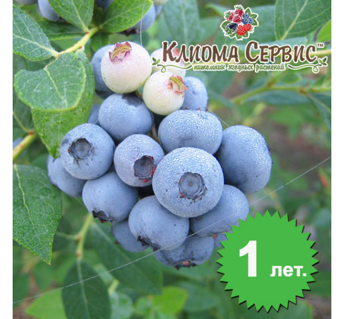 Голубика "Элизабет" 1 летняя, конт. Р9