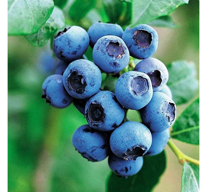 Голубика сорт "Голдтраубе", полуупакованая