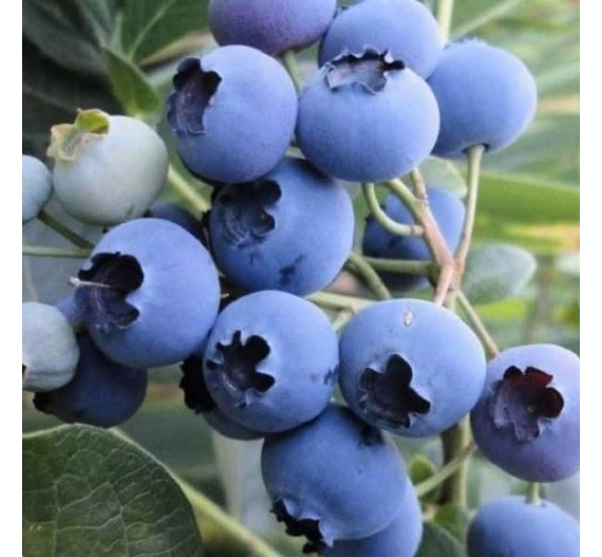 Саженцы голубики Нельсон 1 летние, конт. P9