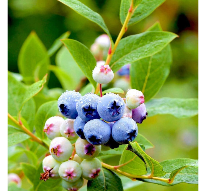 Саженцы голубики Бонус (Bonus) 1 летние, конт. Р9