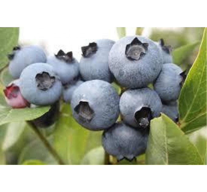 Саженцы голубики Бонус (Bonus) 1 летние, конт. Р9