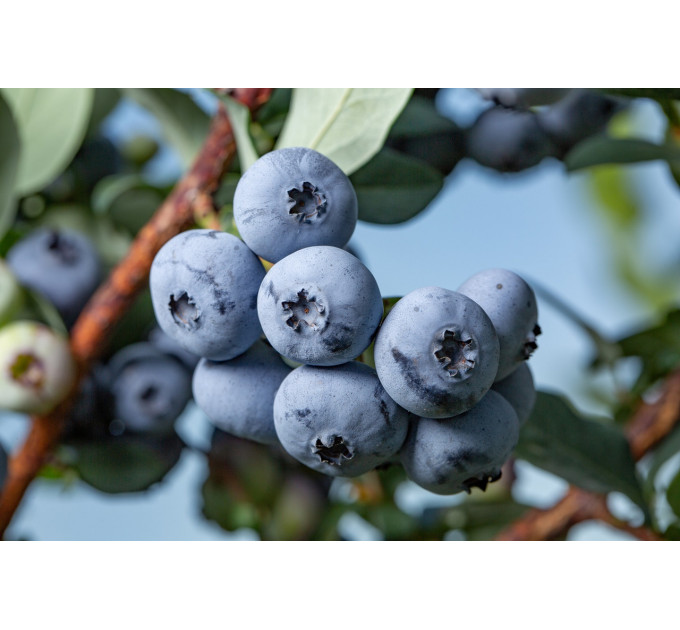 Саженцы голубики Бонус (Bonus) 1 летние, конт. Р9