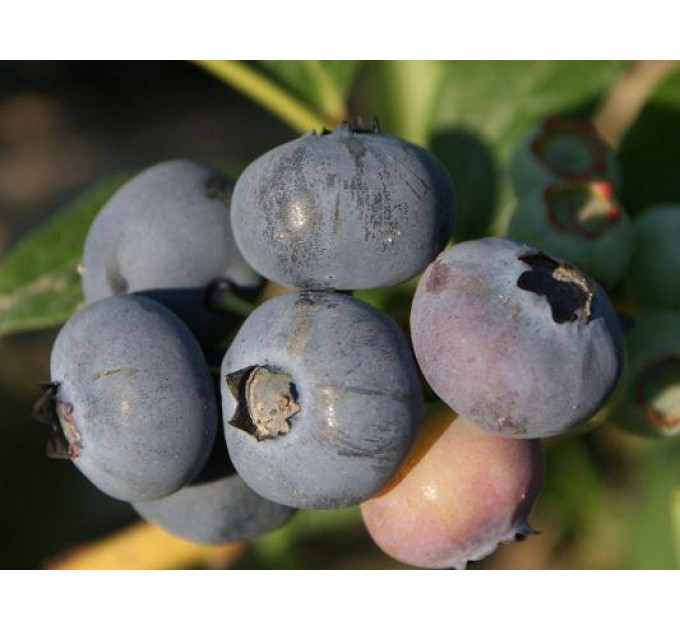 Голубика "Блюэтта" 1-лет. в конт. р9