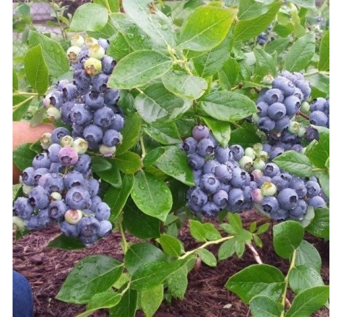 Саженцы голубики сорт Polaris, контейнер Р9