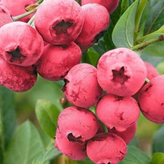 Саженцы голубики сорт "Розовый Лимонад" 1 летние, конт. P9