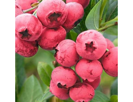 Саженцы голубики сорт "Розовый Лимонад" 1 летние, конт. P9