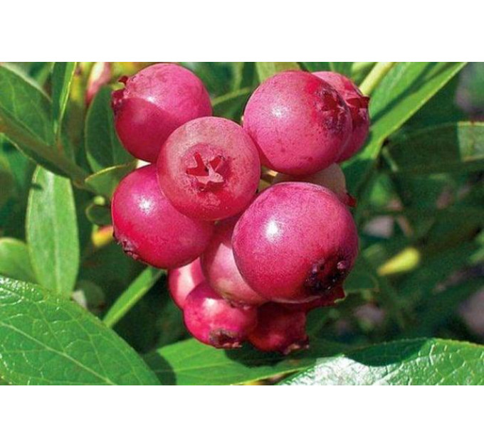 Саженцы голубики сорт "Розовый Лимонад" 1 летние, конт. P9