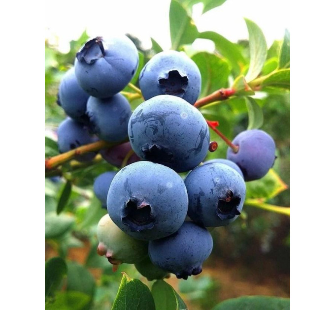 Лохина сорт Ханна Чойс 1 річна, конт. P9