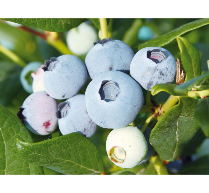 Голубика сорт Чентиклер, 1 річна P9