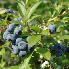 Голубика сорт Чентиклер, 1 річна P9