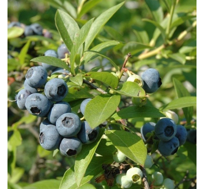 Голубика сорт Чентиклер, 1 річна P9