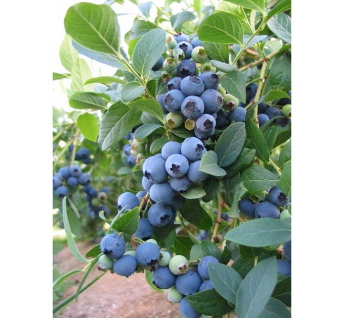 Саженцы голубики Эллиот 1 лет, контейнер 1.1 л