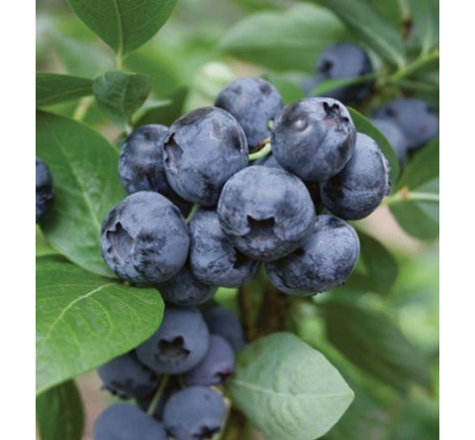 Голубика "Дарроу" 1 летняя, конт. P9