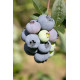Голубика "Дарроу" 1 летняя, конт. P9