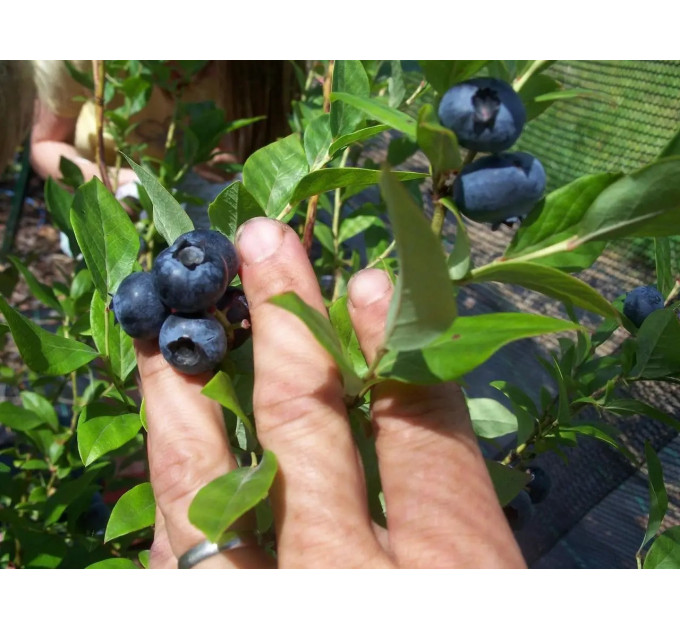 Саженцы голубики сорт Элизабет 1 лет, контейнер 1.1 л