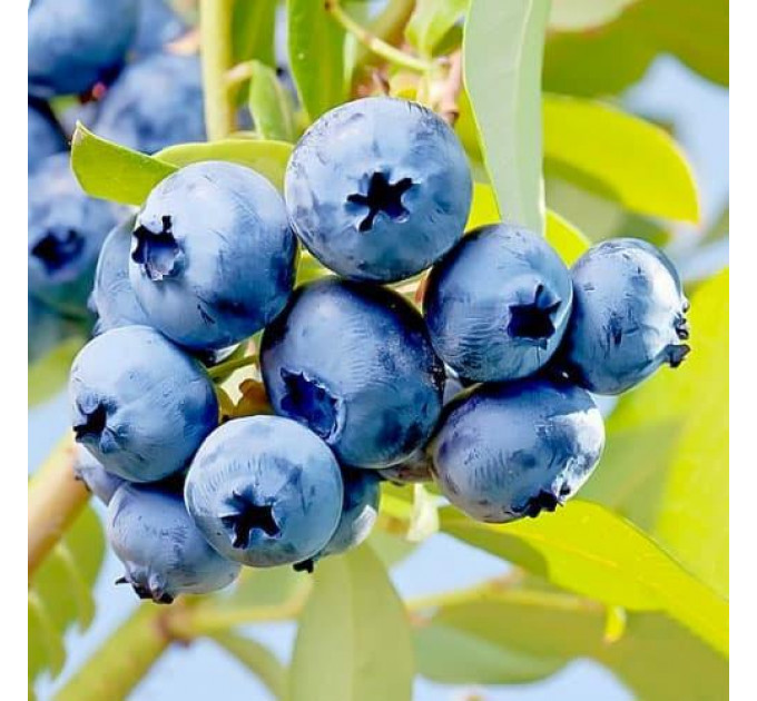 Саженцы голубики сорт Элизабет 1 лет, контейнер 1.1 л