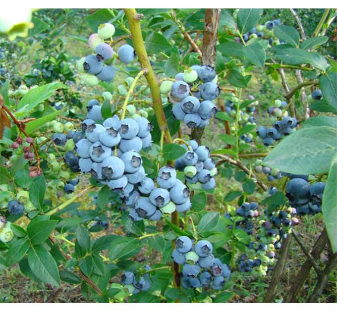 Саженцы голубики сорт Элизабет 1 лет, контейнер 1.1 л