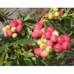 Саджанці лохини Рожевий Лимонад (Pink Lemonade) 1 р в горщику 1.1 л