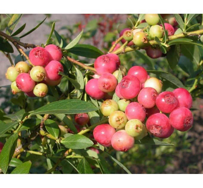 Саженцы голубики сорт "Розовый Лимонад" 1-летняя, конт 1.1 л