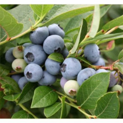 Голубика "Легаси" 1 летняя, конт. P9