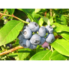 Голубика "Денис Блу" 1 летняя, конт. Р9