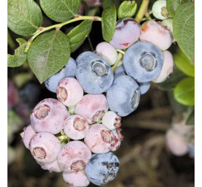 Голубика «Аврора», 1,5-летняя