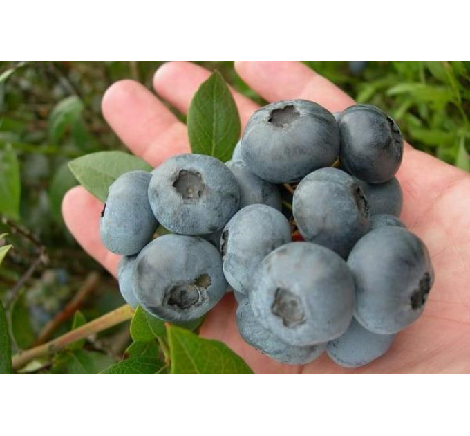 Голубика «Аврора», 1,5-летняя