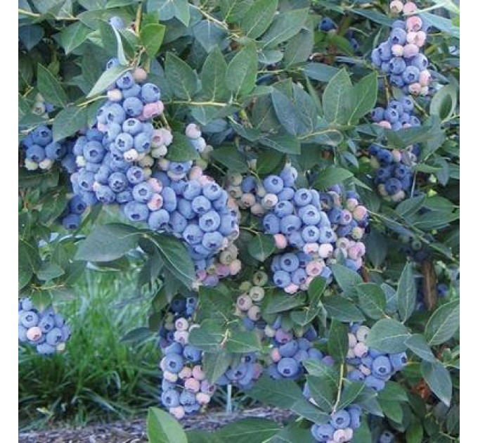 Голубика «Аврора», 1,5-летняя