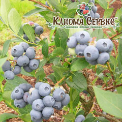 Голубика "Торо" 1 летняя, конт. P9