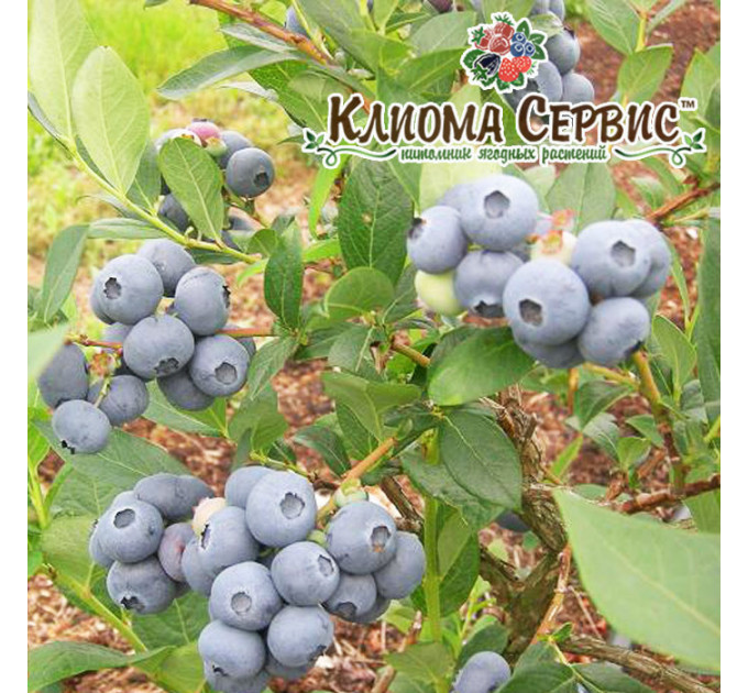 Голубика "Торо" 1 летняя, конт. P9