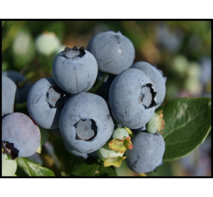 Голубика "Торо" 1 летняя, конт. P9