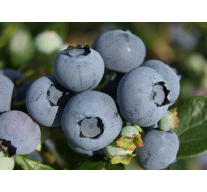 Саженцы голубики сорт "Блюголд", 1-летняя в конт. 1.1 л