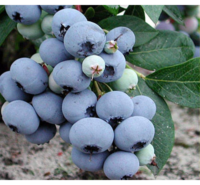 Саженцы голубики сорт "Блюголд", 1-летняя в конт. 1.1 л