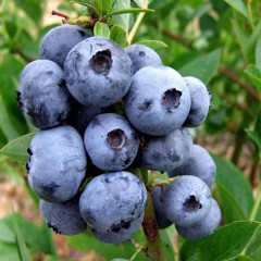 Голубика "Чандлер" 1 летняя, конт. P9