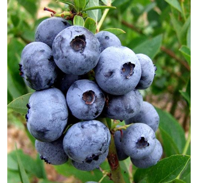 Голубика "Чандлер" 1 летняя, конт. P9
