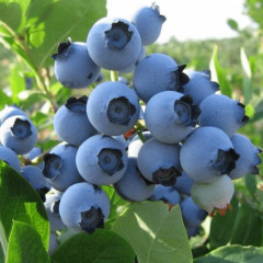 Саджанці лохини сорт "Спартан", 1 річні конт. 1.1 л