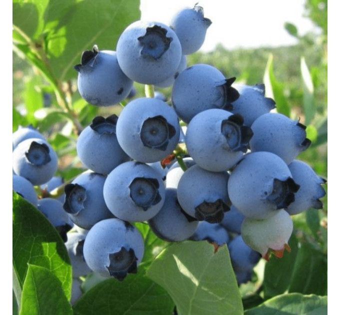 Саженцы голубики сорт "Спартан", 1-лет. в конт. 1.1 л