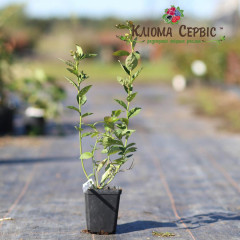 Саджанці лохини сорт "Блюголд" 1 річні, конт. 1.1 л