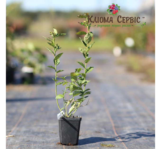 Саженцы голубики сорт "Блюголд", 1-летняя в конт. 1.1 л