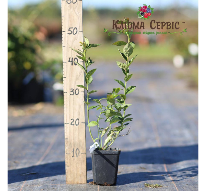 Саженцы голубики сорт "Блюголд", 1-летняя в конт. 1.1 л