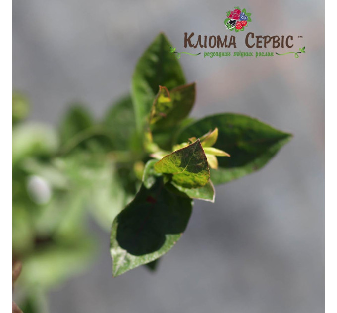 Саженцы голубики сорт "Блюголд", 1-летняя в конт. 1.1 л