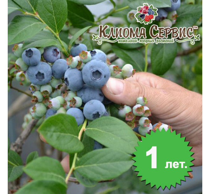 Голубика "Чантиклер" 1.5-л.