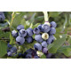 Голубика "Чандлер" 1 летняя, конт. P9