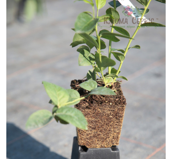 Саджанці лохини "Берклі", 1 літні, конт. Р9