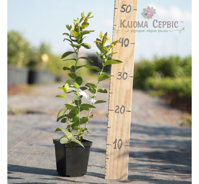 Саджанці лохини "Берклі", 1 літні, конт. Р9